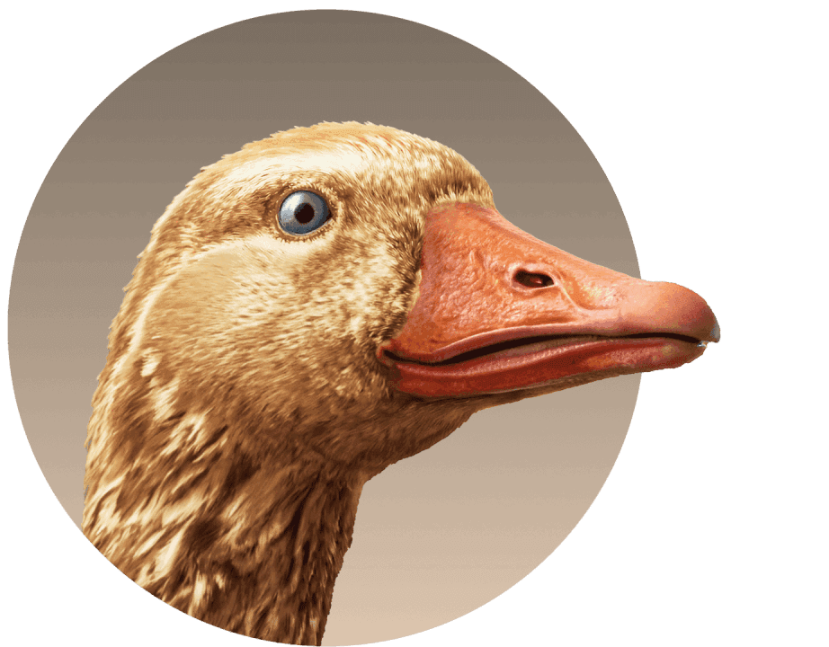 Golden Super Goose